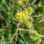 Galium × pomeranicum पत्ता