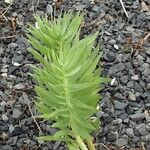 Fritillaria persica Blad