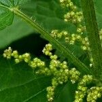 Urtica dioica Flower