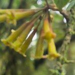Peddiea africana Blüte