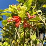 Iochroma gesnerioides Flower