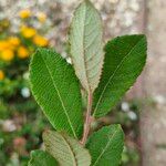 Salix cinerea Leaf