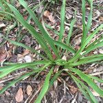 Yucca rupicola Habit