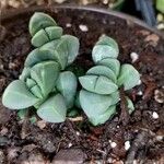 Gibbaeum petrense Hostoa