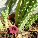 Huernia macrocarpaΛουλούδι