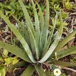 Aloe veraLeht