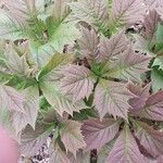 Rodgersia podophylla Blatt