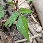 Bidens frondosa 葉