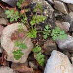 Ptychotis saxifraga Habit