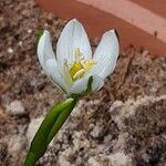 Ornithogalum balansae Virág