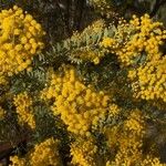 Acacia cultriformis Blüte