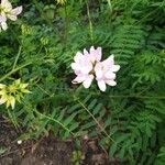 Coronilla variaBlomst