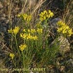 Haplophyllum linifolium Habit