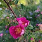 Rosa pimpinellifolia 'Singl Red'Floare