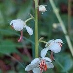 Pyrola rotundifolia Çiçek
