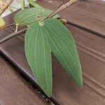 Bauhinia ungulata Leaf