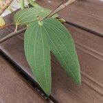 Bauhinia ungulata Hoja