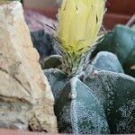 Astrophytum myriostigmaKwiat