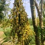 Dypsis lutescensΦρούτο