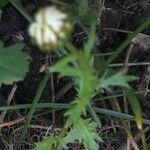 Mauranthemum paludosum Habitus