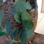 Kalanchoe marnieriana Leaf