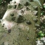 Zanthoxylum caribaeum Bark