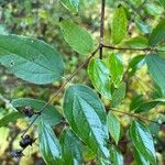 Philadelphus coronariusDeilen