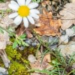 Leucanthemum graminifolium Flor