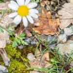 Leucanthemum graminifolium Цвят