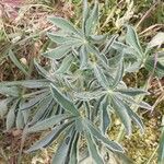 Lupinus luteus Leaf