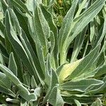 Centaurea uniflora Leaf