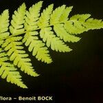 Dryopteris expansa Leaf