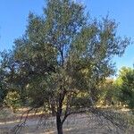 Prunus amygdalusPokrój
