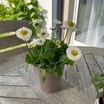 Bellis rotundifolia Flower