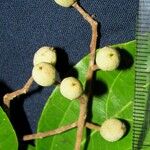 Pleuranthodendron lindenii Gyümölcs