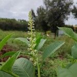 Phytolacca americanaFlower