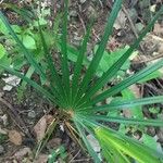 Coccothrinax barbadensis Hoja