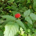 Rubus rosifolius Gyümölcs