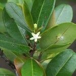 Erythroxylum novocaledonicum Flower