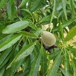 Prunus dulcis Fruit
