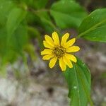 Wollastonia biflora Flor