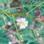 Acaciella angustissima Flor