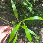 Acacia auriculiformis Hoja