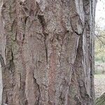 Populus simonii Corteccia