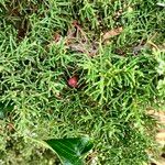 Juniperus phoenicea Leaf
