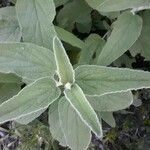 Phlomis fruticosa Fulla