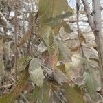 Combretum collinum Leaf