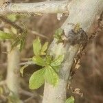 Commiphora madagascariensis Лист