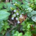 Origanum majorana Flor