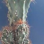 Cereus hildmannianus Folha